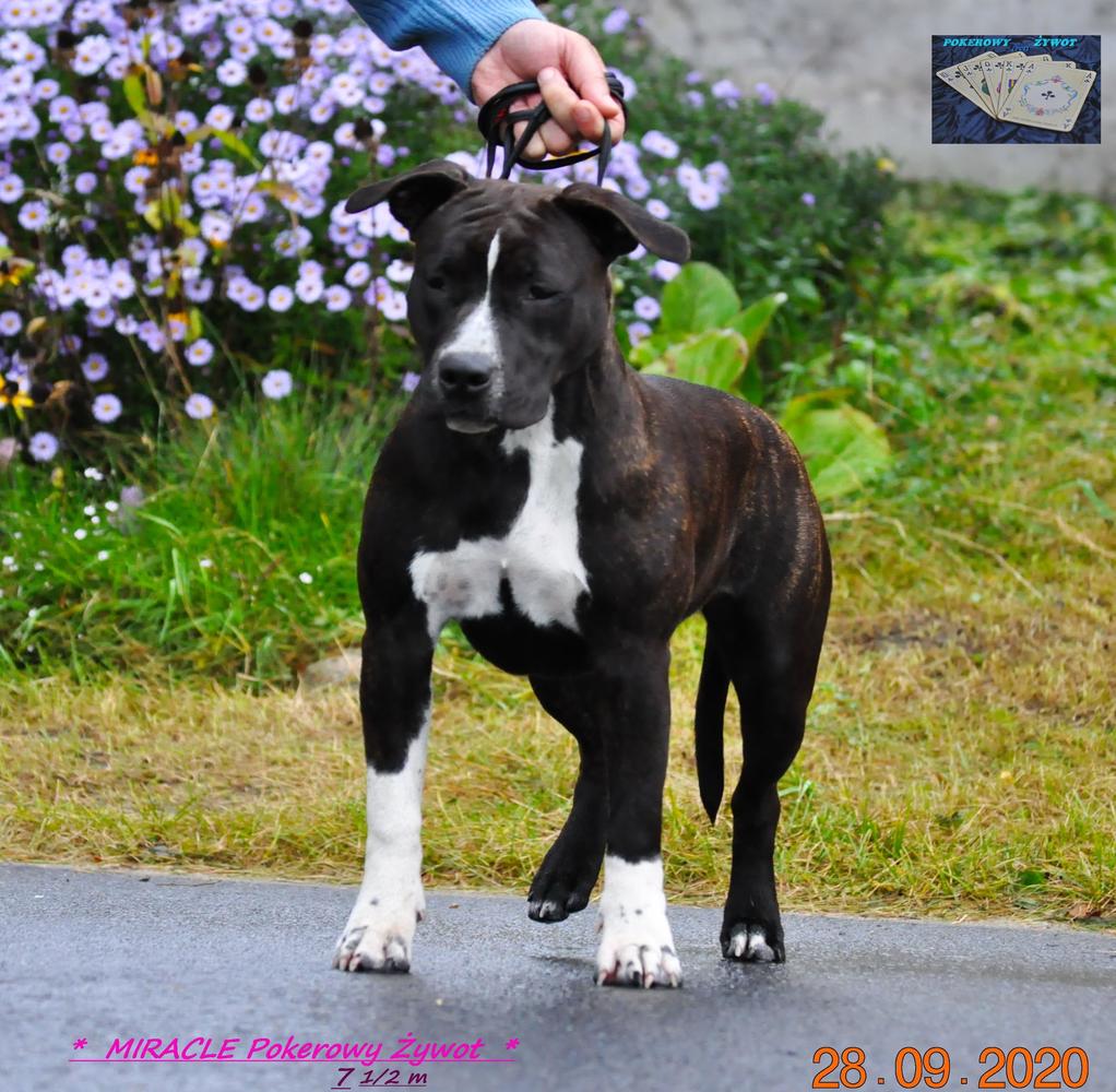 MIRACLE Pokerowy Żywot FCI