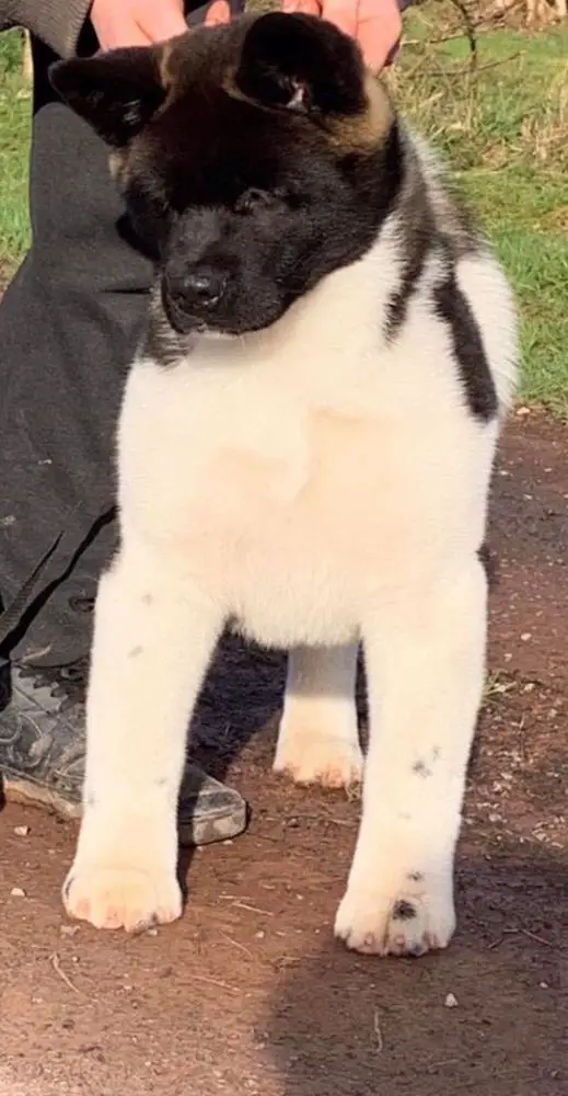 Les Sens Daïka Precious Pearl AKA Paola