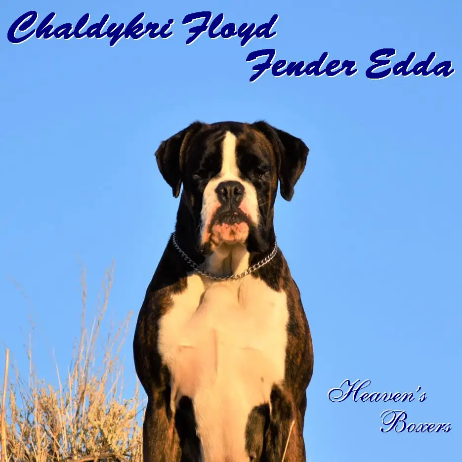 CHALDYKRI FLOYD Fender Edda