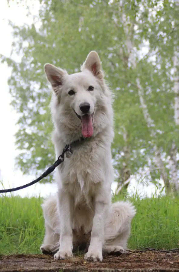 Monk of white Sharonnight