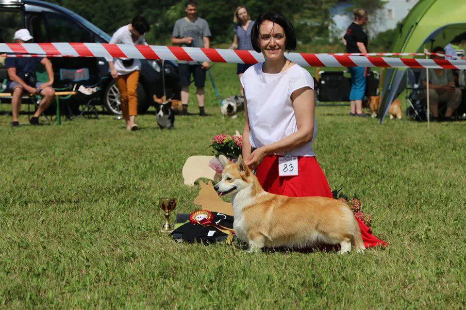 Euro Jr Winner; Euro Corgi-2019 Best Junior ; JChRu ChRu Mistycor Bubbles In Champagne