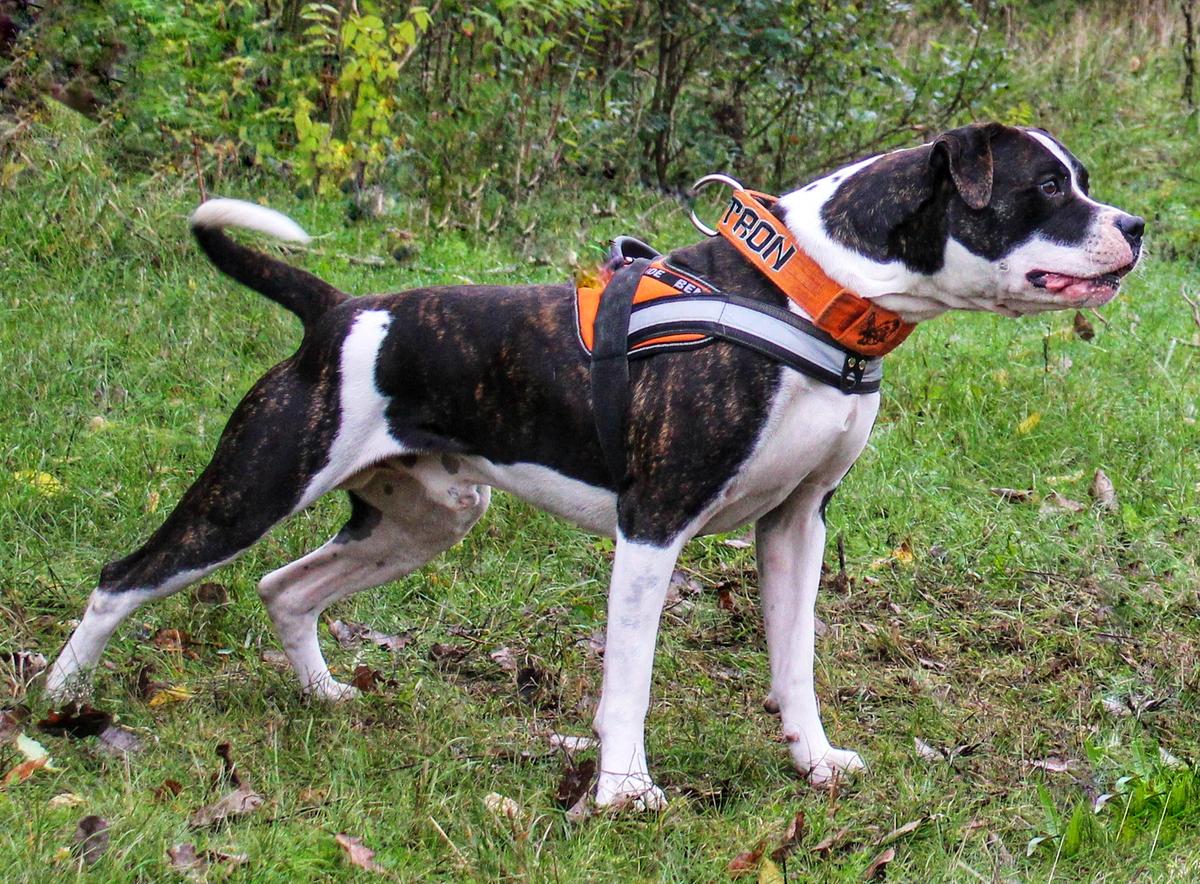 HGCH, HCH, Derby Winner.,HJCH, NTC JCCh, Turul Bulls Megatron