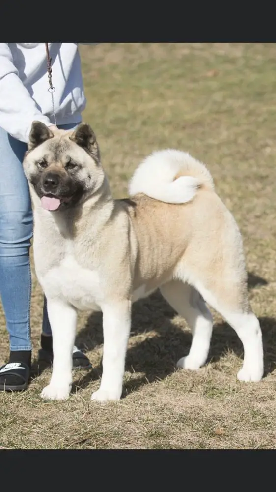 AKC CH Kuroi Kao Secret Agent