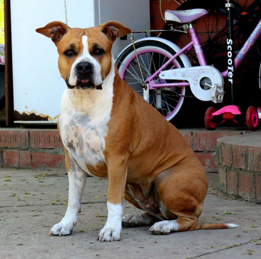 TSINNIYA GOLD IZ TERRIER CITY