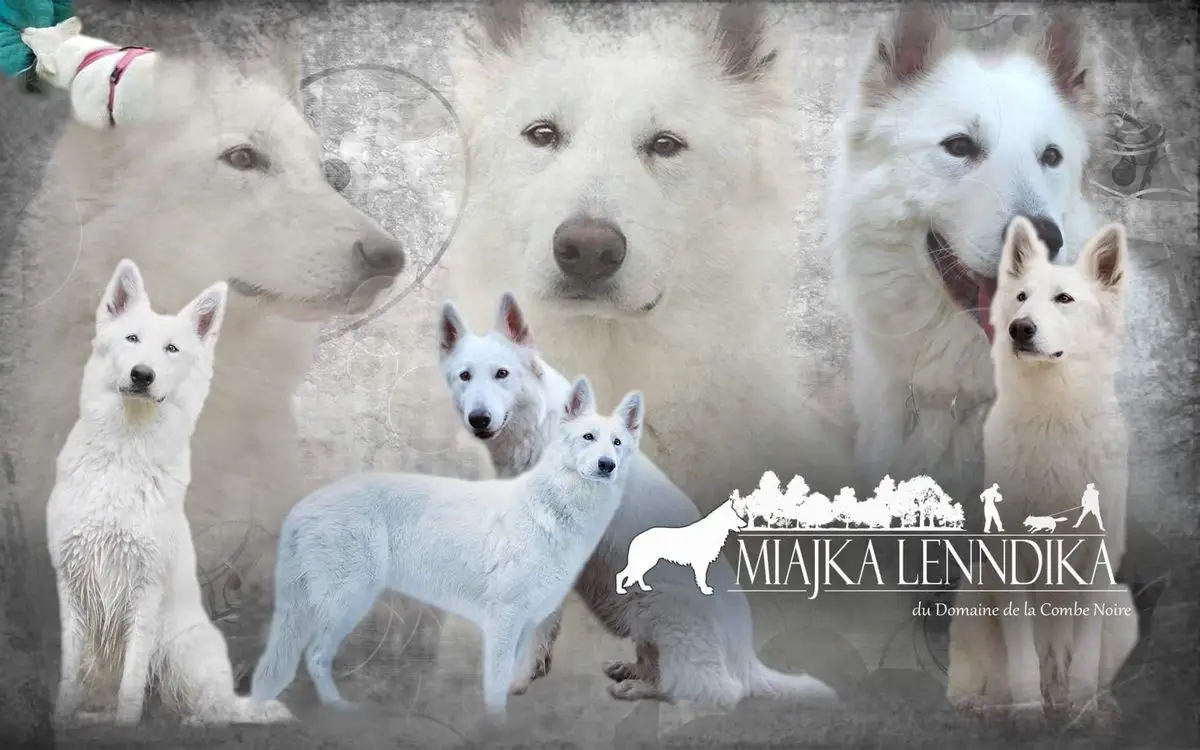 Miajka Lenndika du Domaine de la Combe Noire