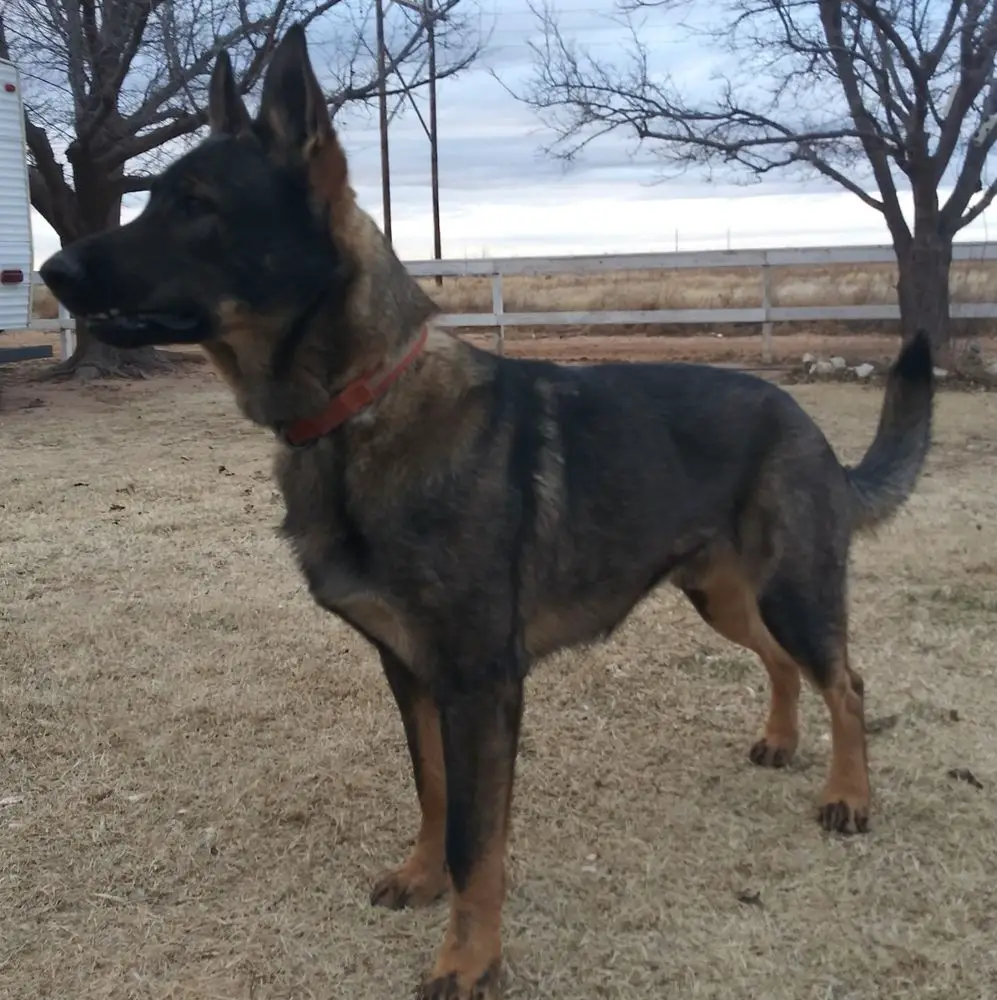 Cojo Von Brock