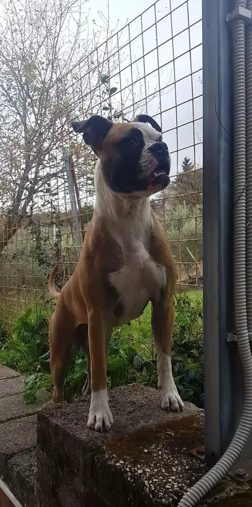 Pr Ch and Top Dog American Bulldog Female 2023 ATPDog RadosnayaBulls Ada
