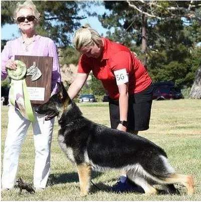 BISS BIM GCH Greenleaf's Spitfire Surigo Cross Timbers