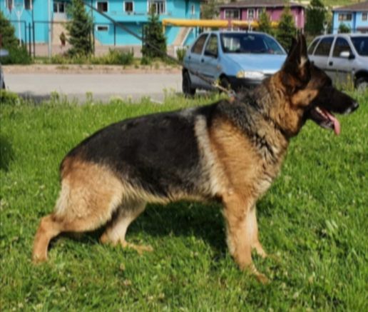 SG2 bona von der united hof