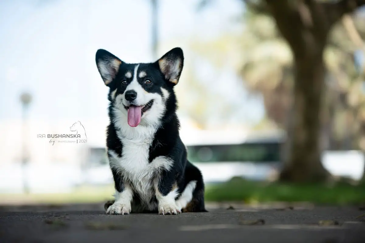 Antonio Del Mar (NB)