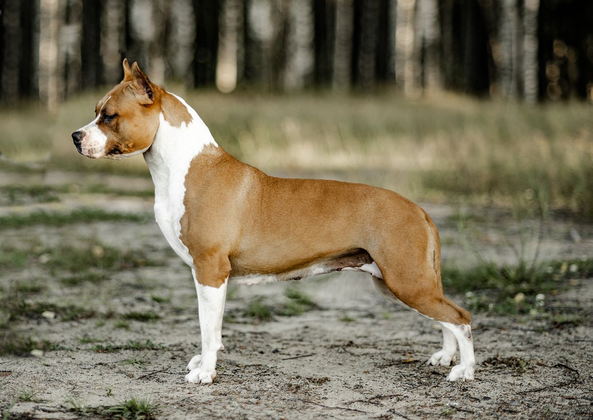 Jun.Ch.Rus. Ch.Rus. Jun.Gr.Ch. Ast Point Klub Orange Sky