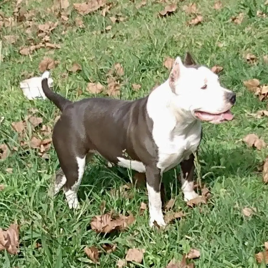 Gamora Origens Bull
