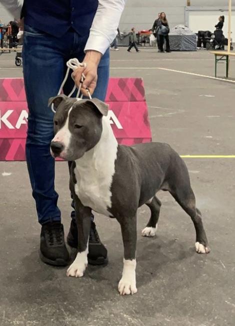 BISS MULTI INT GRAND CH,JCH,CH B NL D Sw LUX,TOP TERRIER Daydreamer’s As The Rush Comes