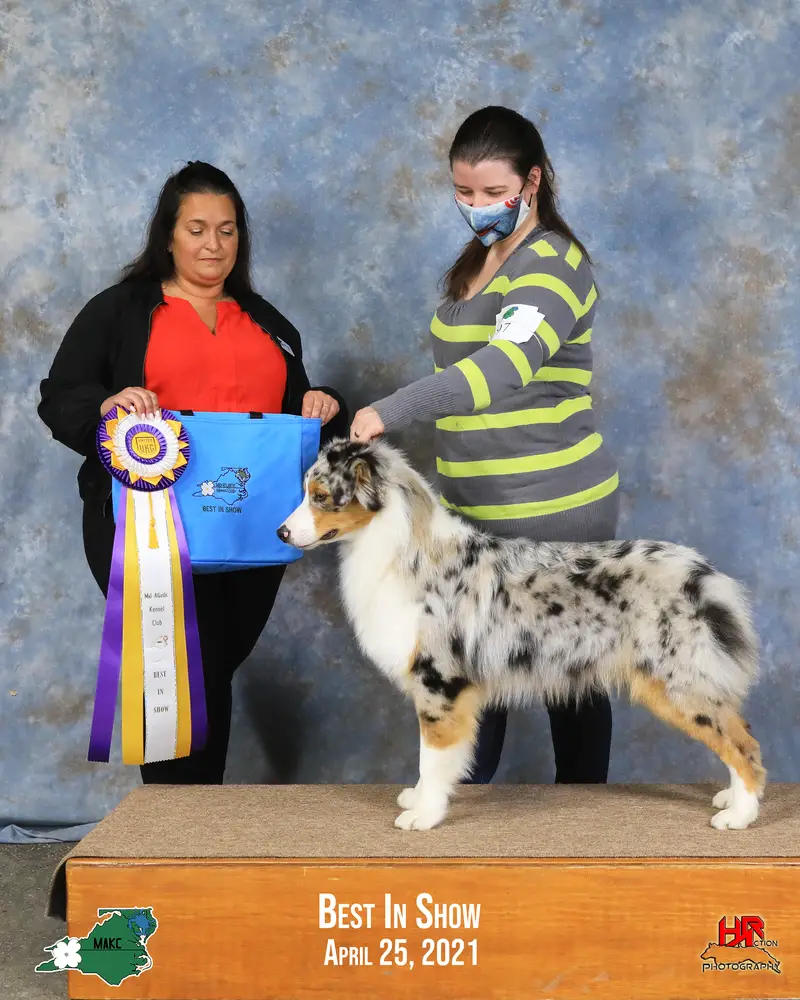 Best in Show UKC Ch. Windtalker Play The Game Scarletoak