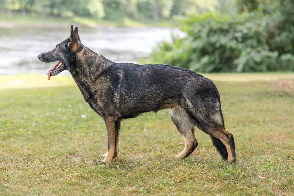 Akira Vom Kiefernhaus