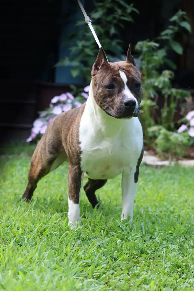 SkyBlue Katet If There Be Thorns