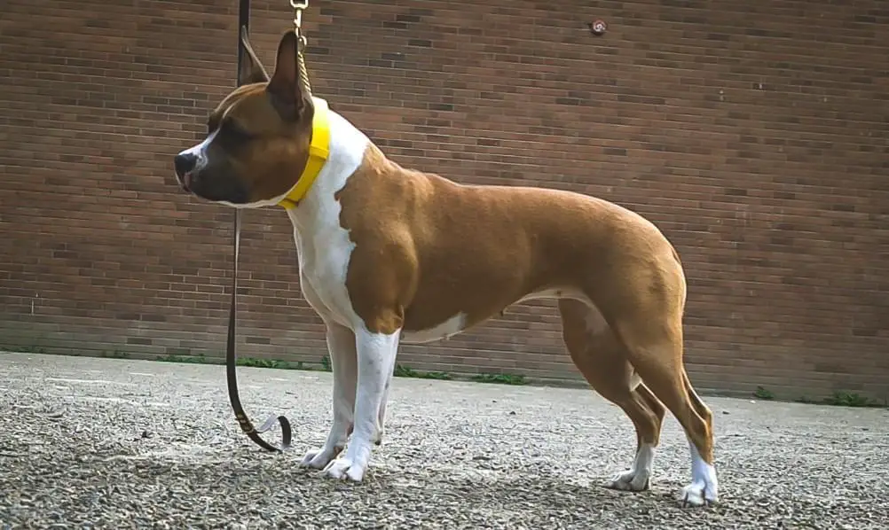 Explode Belong to the Earth