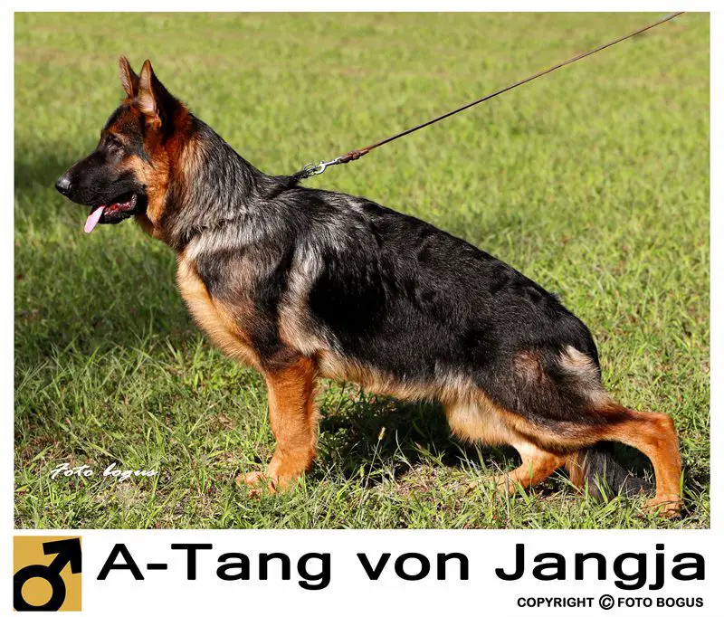 A-Tango von Jangja