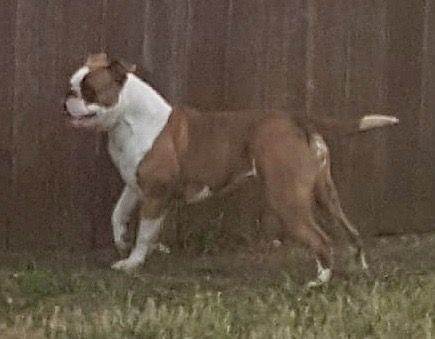 Buff Bullies Cassie