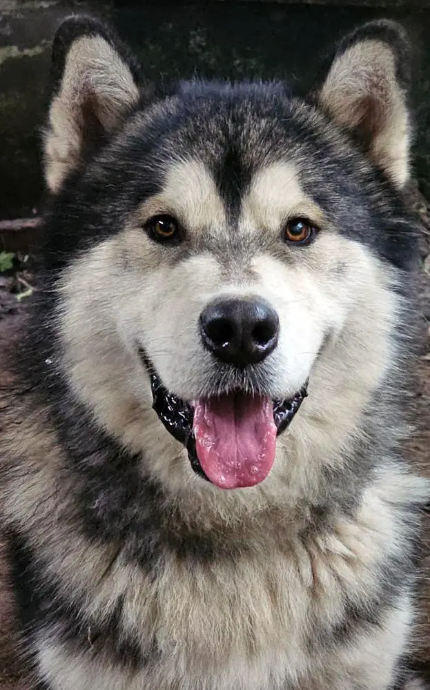 KERBEROS SHUNGO KILLAPAK