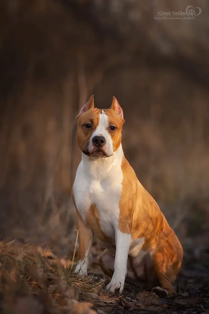 Severnaya Zhemchuzhina Fidel Sanna