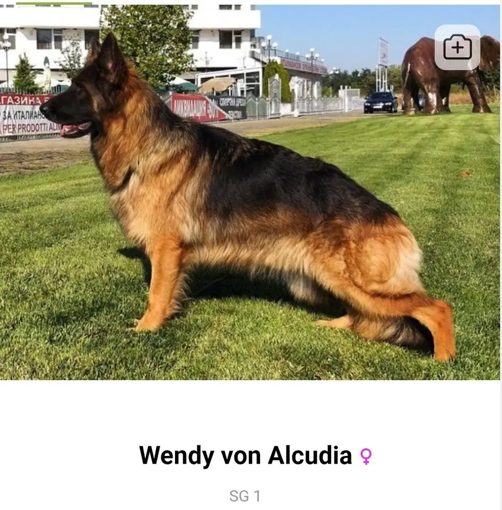V Wendy von alcudia