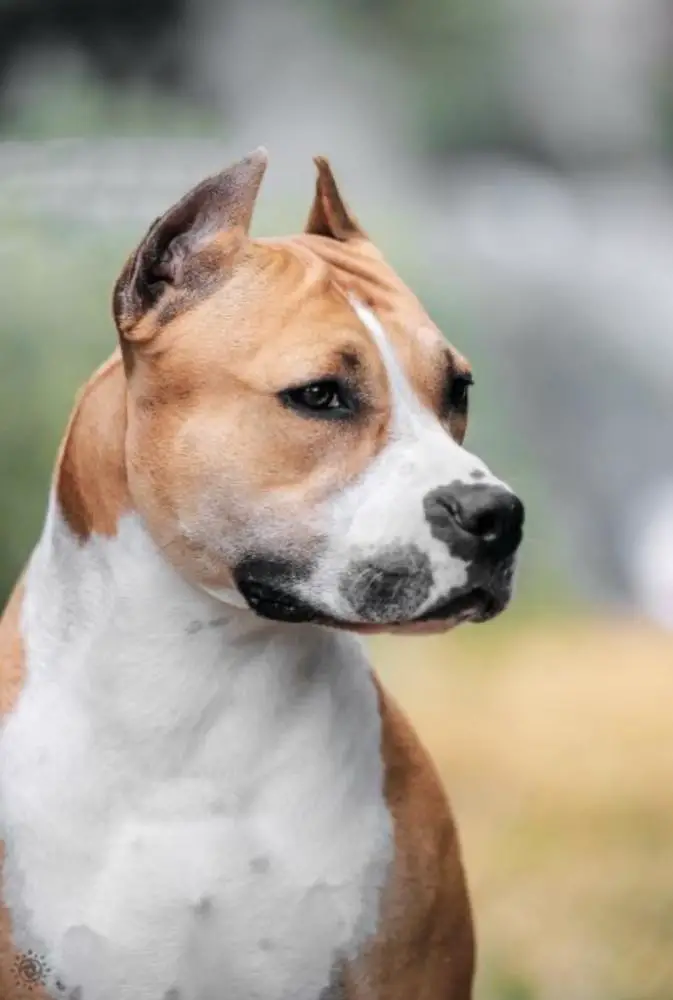 JCh JGrCh GrCh NYMERIA DIREWOLF VIA FORTUNA