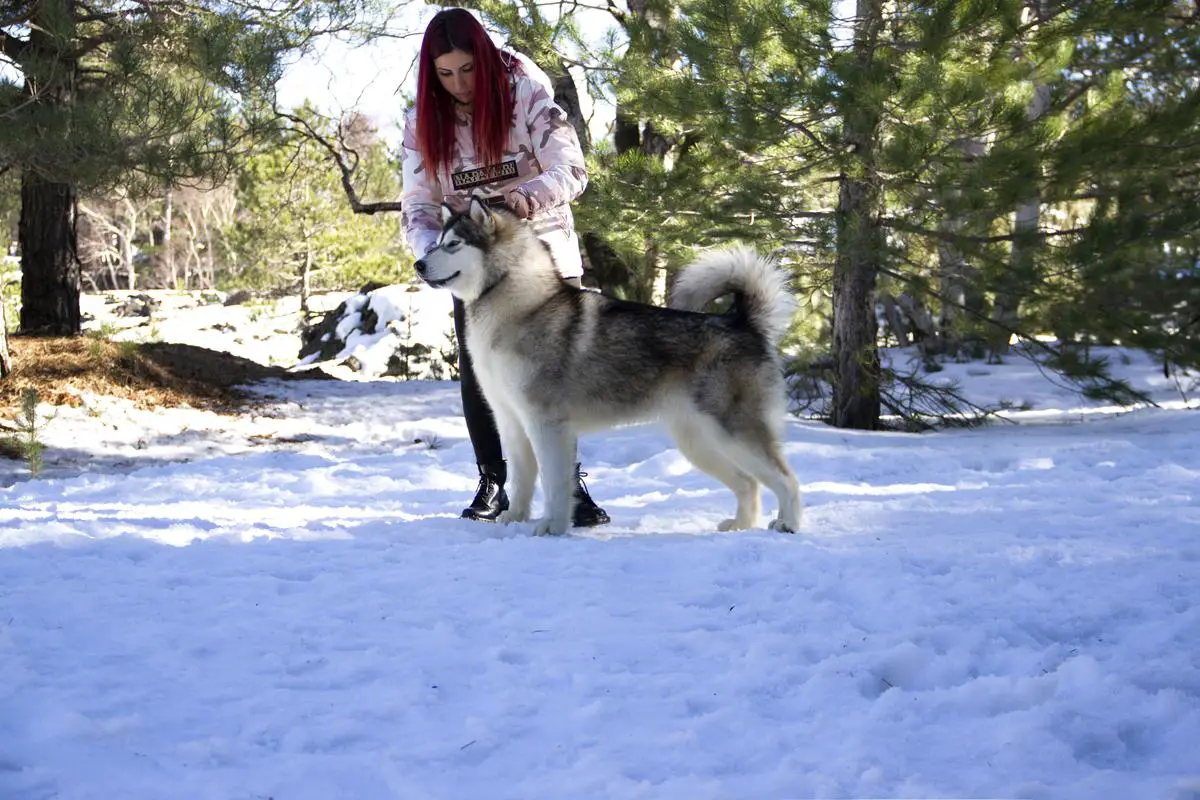 IT J. Ch. Amaruk Special Edition for D'Alkontres