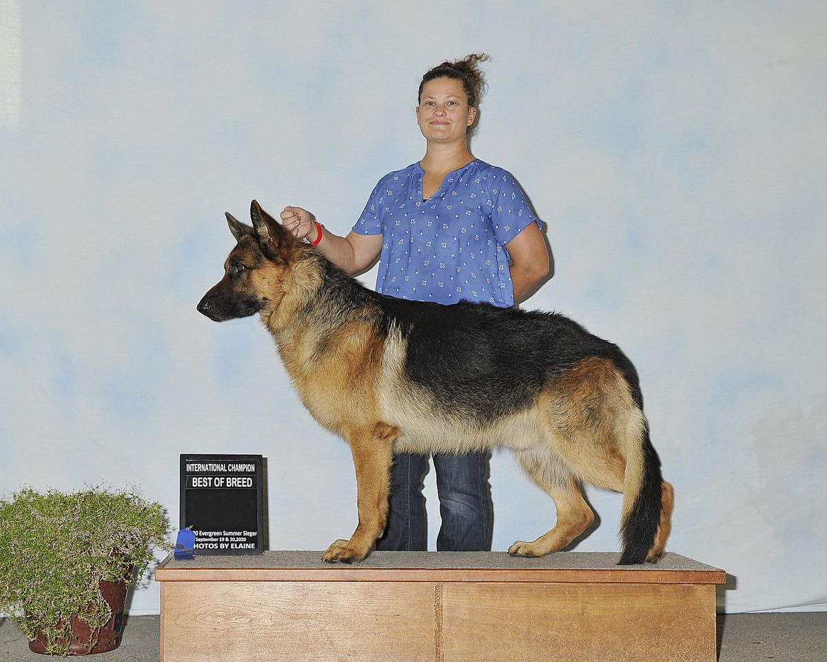 Majestic’s Royal Rambo Vom Haus Squires