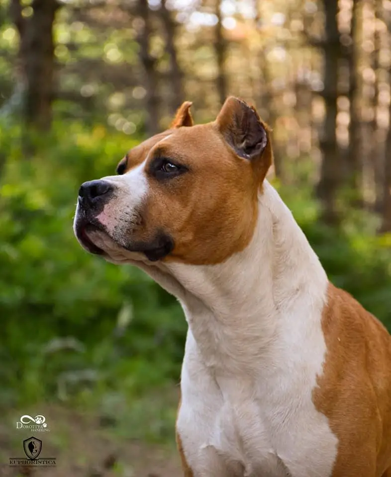 Euphoristica Deluxe Edition