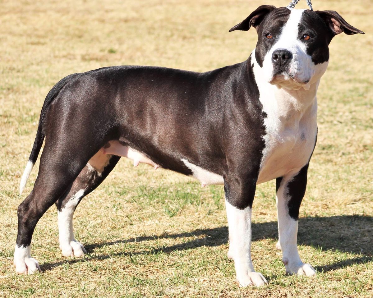 CH, JM Aztrazar Paint N Picture JM