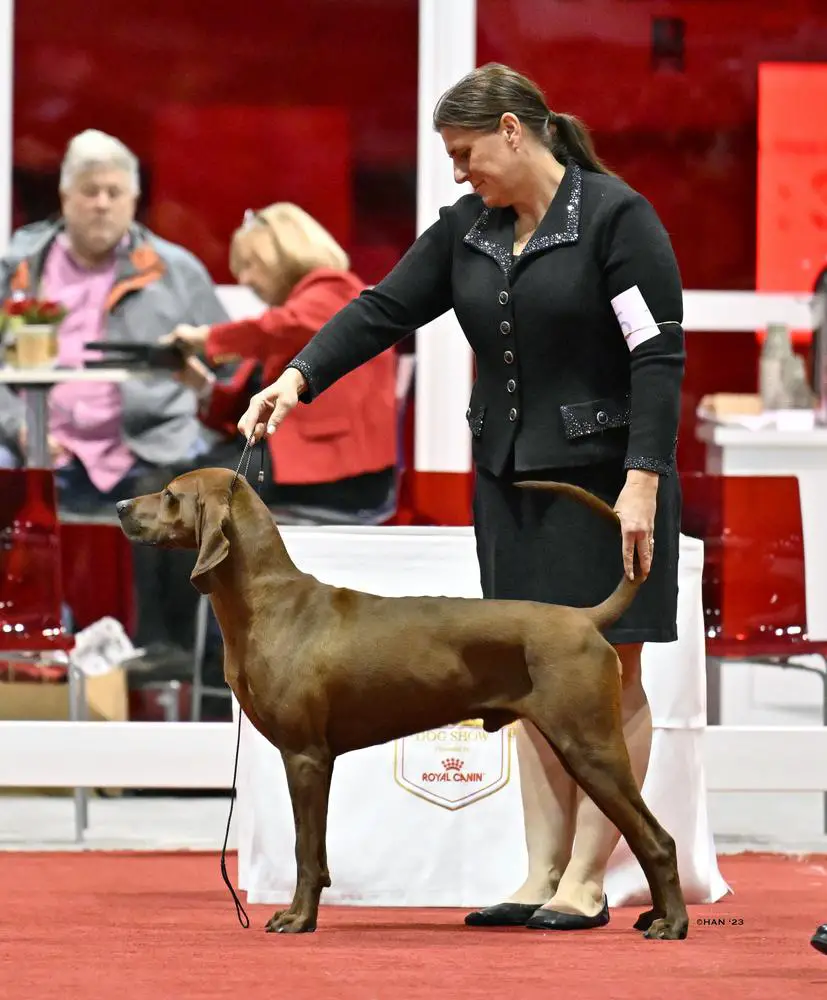 AKC RBIS MOHBIS OHRBIS  UKC MBIS RBIS IntCh CCh CH 'PR' CMM's Dirt Road Rebel