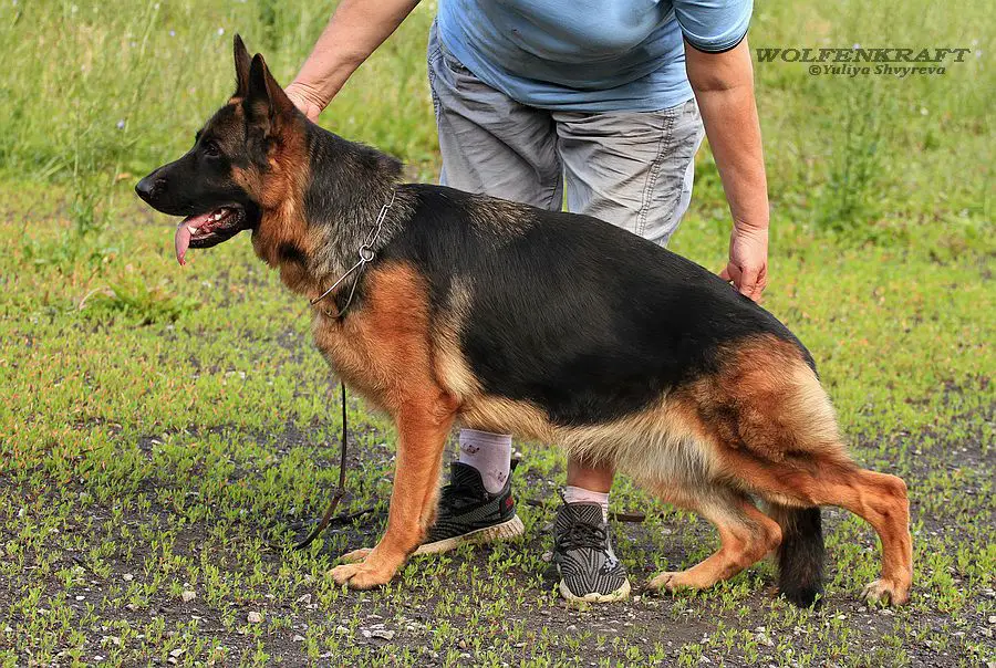 JCH RUS  JCH RKF WOLFENKRAFT NANA