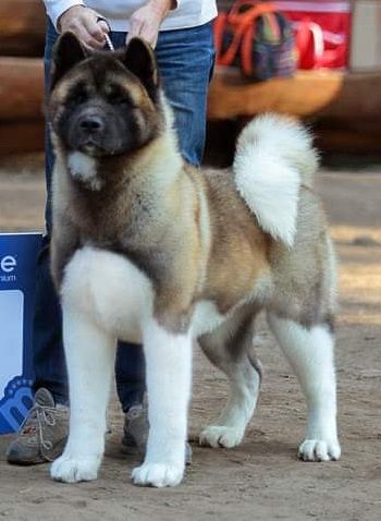 RUS CH Valgrand Victory Show Me What You Can