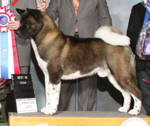 MBIS, MBISS AKC GCH Stardust's See You At The Show