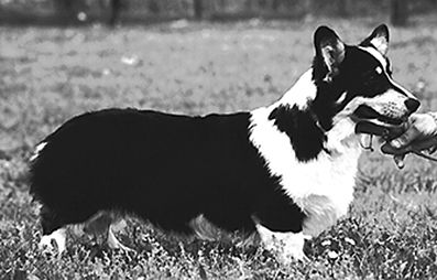 FR CH Suah Mah Friend or Faux