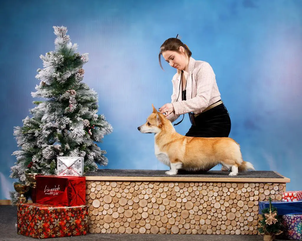 JCH RUS Heavenli Lab Tutti Frutti