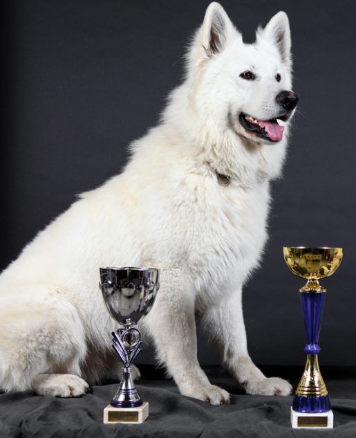 Falco-The-Fetich du Bois des Ternes