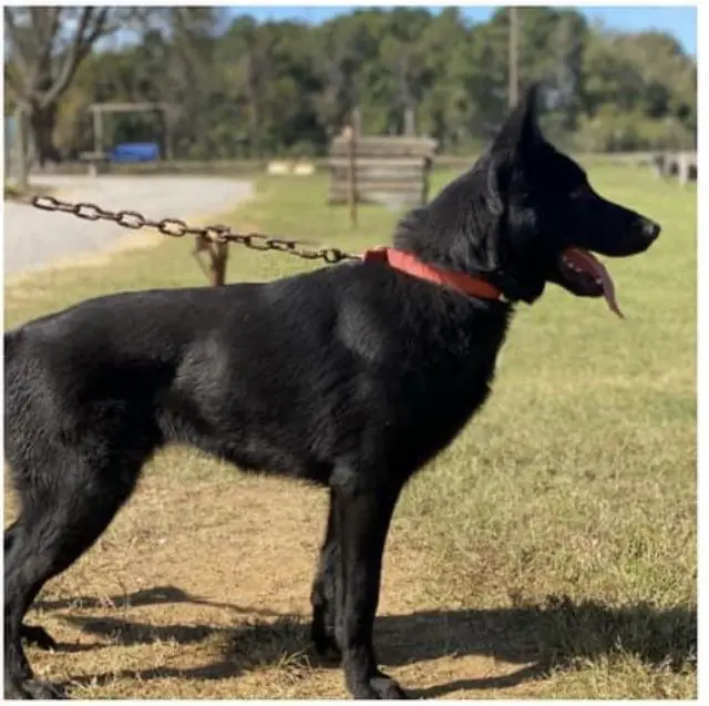 Gigi Kriggshund-Zug (Memphis)