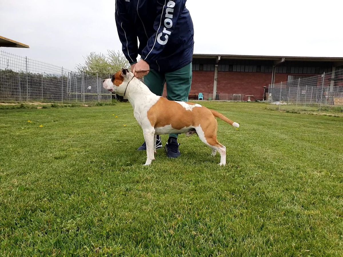 Mayflower's Top Hitman