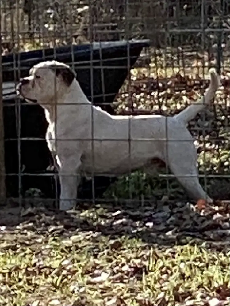 2021 Midwest Johnson American Bulldog Show BEST IN SHOW J&A’s Machine of AMK