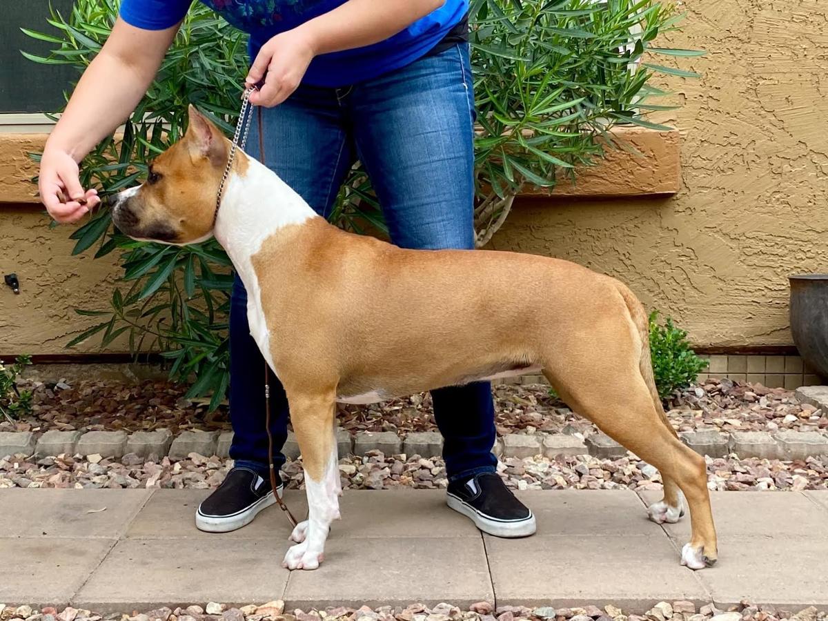 AKC Major Pointed Liberty’s Love and War