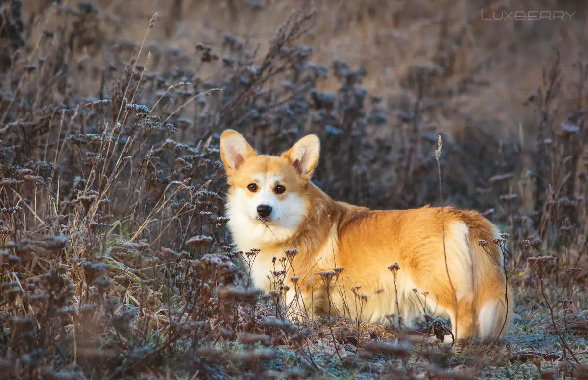 Luxberry Off To The Races