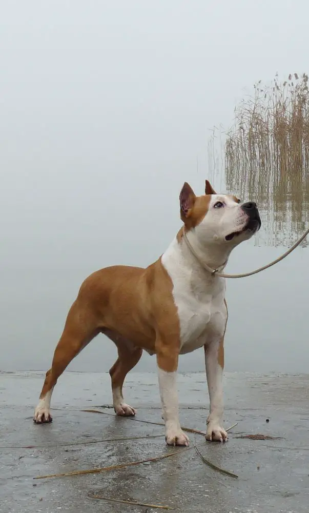 BodyBull Helikon Natty Goldie