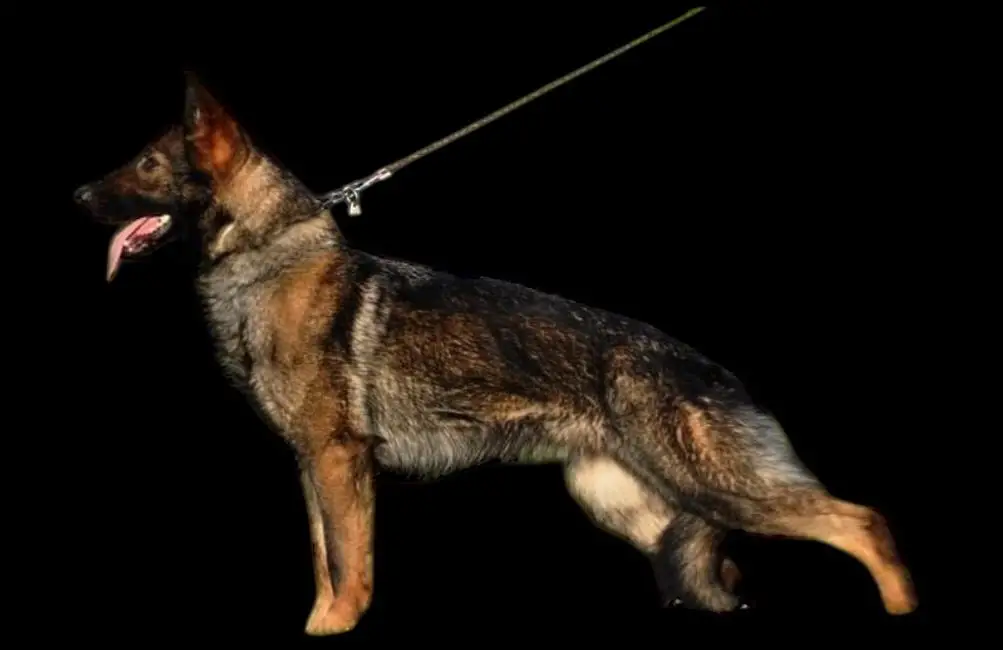 Godiva vom schönen Berg