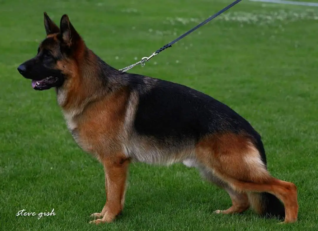 V(BSZS) Gando Vom Moorbeck