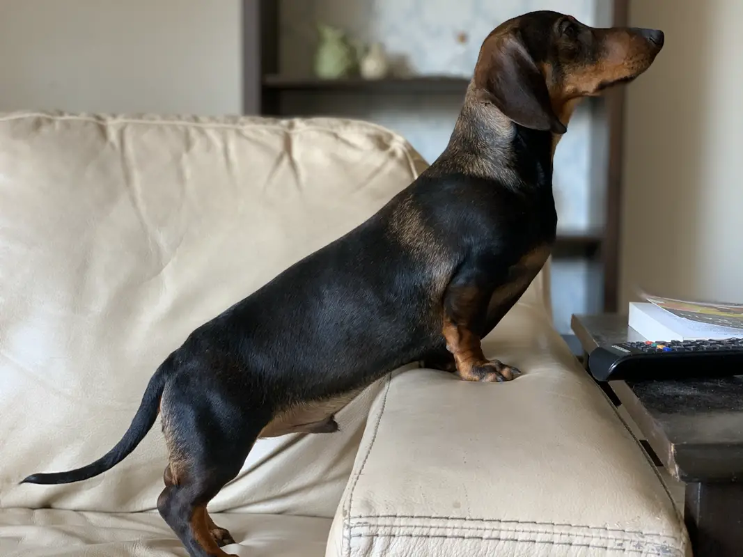 Prairiedox I'm Your Rocketman