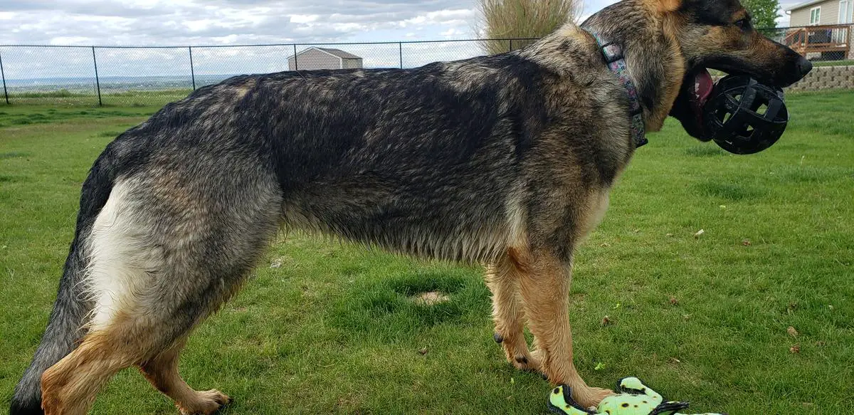 Gemstone of Warhammer von Cluskey