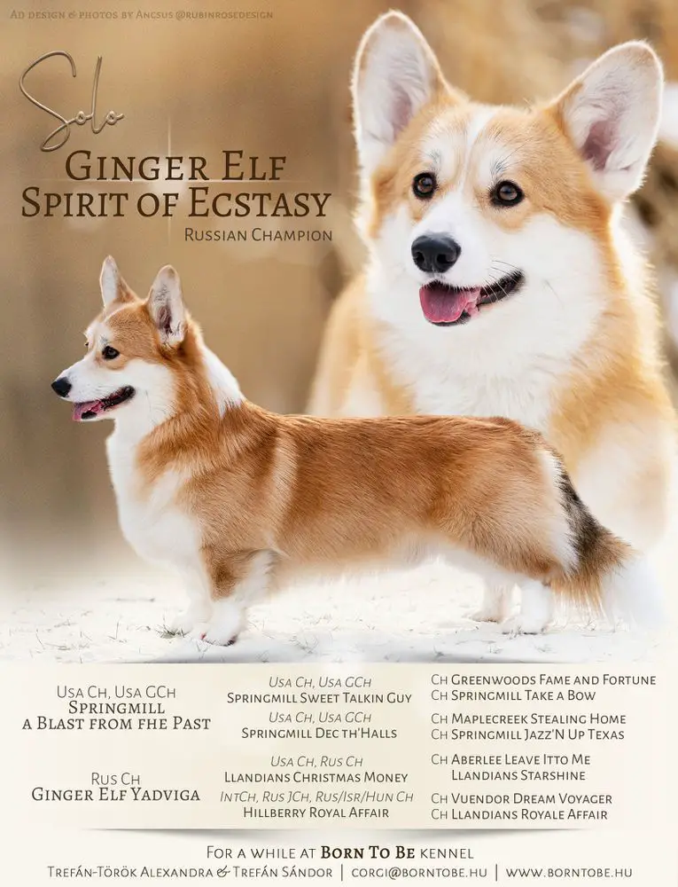 Ginger Elf Spirit of Extasy