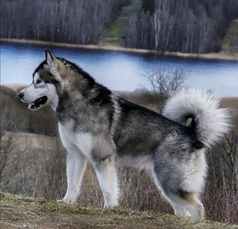 Lafayette Lui of Ledové Kràlovny